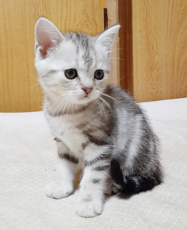 静岡市のアメリカンショートヘア専門 ネコのブリーダーしげちゃん