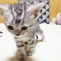 子猫が産まれました！