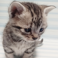 子猫が産まれました！