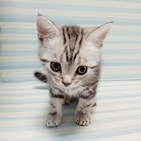 シルバータビーオス