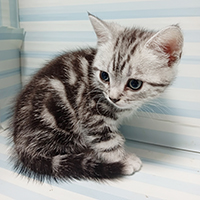 シルバータビーオス