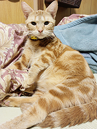 シルバータビーオス