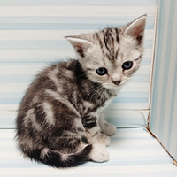 シルバータビーオス