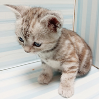 シシルバーパッチドタビーメス