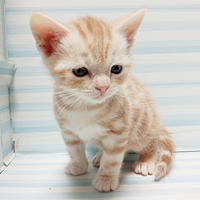 クリームタビーオス