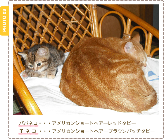 アメリカンショートヘアの子ねこ