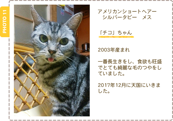 アメリカンショートヘアー　シルバータビー　メス　2003年産まれ　一番長生きをしています。食欲も旺盛でとても綺麗な毛のつやをしています。まだまだ元気です！