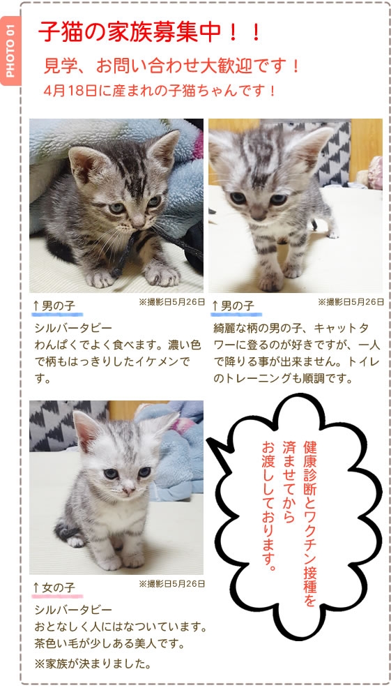 子猫の家族募集中！アメリカンショートヘアの子猫