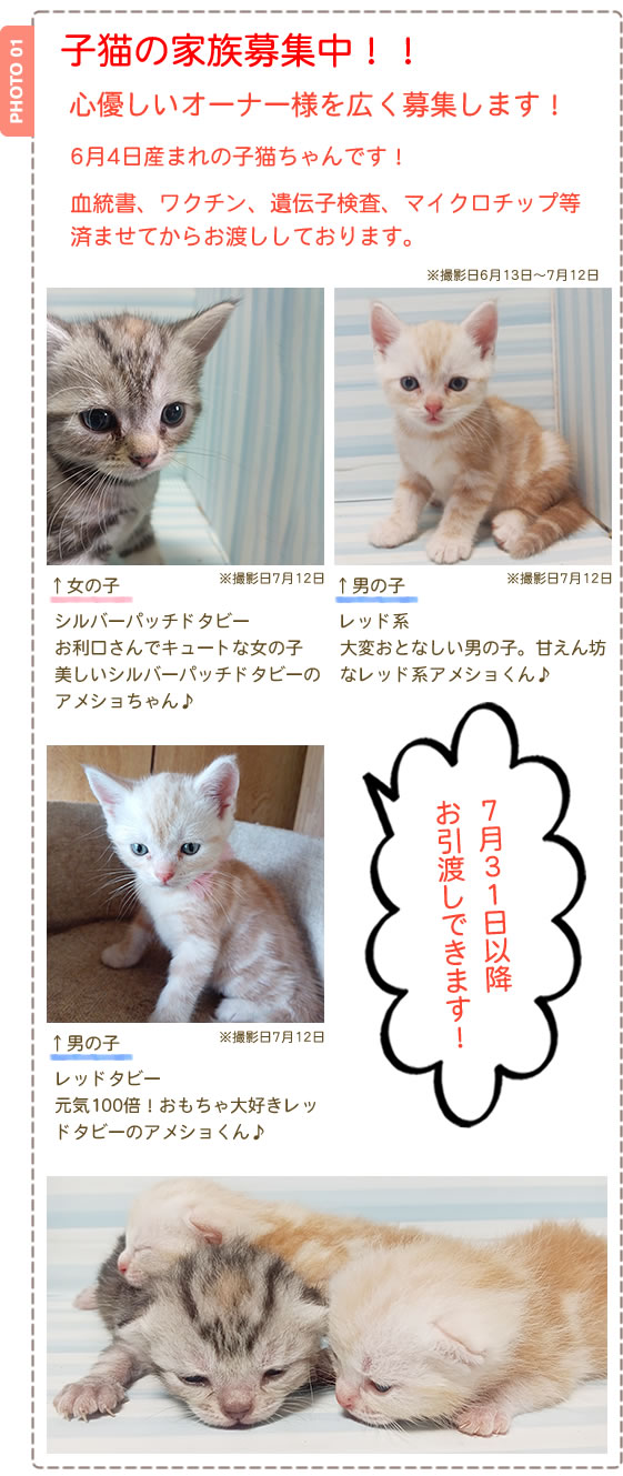 子猫の家族募集中！アメリカンショートヘアの子猫
