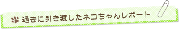 過去に引き渡したネコちゃんレポート